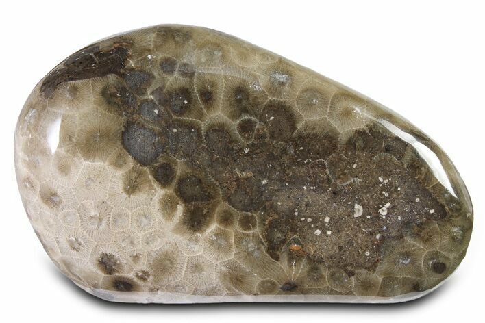 Large, Polished Petoskey Stone (Fossil Coral) - Michigan #322893